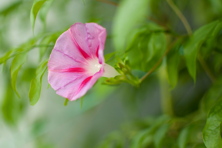 牵牛花开